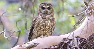 Rhett Wilkins / Oregon Wild
The Northern spotted owl has been at the center of environmental debate for half a century.