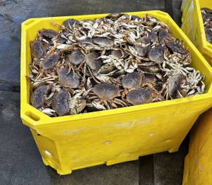 WDFW
A crate full of about 500 undersized crab was offloaded in Westport.