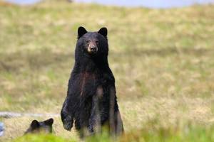 Skip Radcliffe photos
Black bears are active this week as pictured in Ocean Shores.