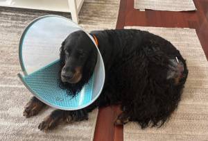 The Elduens
The Elduens Gordon Setter, Wilson, post-surgery.