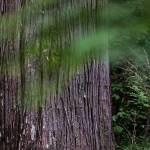 A DNR timber report said the Freedom parcel includes nice looking wood, like this western red cedar.