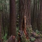 Environmental advocate and Legacy Forest Defense Coalition staff member Josh Wright surveys the Freedom timber sale area.
