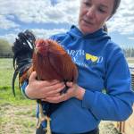 Heartwood Haven
A staffer with Heartwood Haven out of Roy holds one of the roosters confiscated from a cockfighting ring based in Oakville.