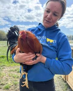 Heartwood Haven
A staffer with Heartwood Haven out of Roy holds one of the roosters confiscated from a cockfighting ring based in Oakville.