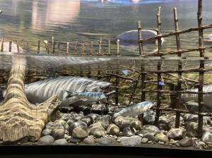 Kimberly Cauvel / Northwest Indian Fisheries Commission
A display at the Tulalip Tribes Hibulb Cultural Center will be all we have left of salmon if we fail to recover this keystone species to harvestable numbers.