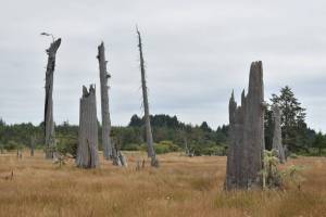 The Daily World file photo
Parts of red cedar trees still stand after their death 300 years ago along the Copalis River, when a massive Cascadia Subduction Zone earthquake caused this land to drop by several feet, suddenly choking and killing the trees with saltwater.