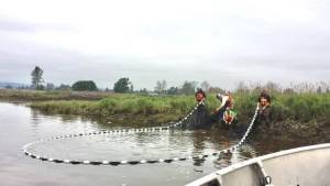 Pacific Conservation District
The mapping of habitat and salmon use in Willapa Bay is one local project that recently won state funding through the Climate Commitment Act. The project will involve continuous fish sampling over a multi-year period, and could include beach seining, fyke trapping and lampara netting.