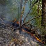East Grays Harbor Fire and Rescue photos
A fire burns brush on Mox Chehalis Road in Malone on Friday.