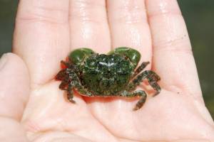 Washington Sea Grant
A juvenile European green crab