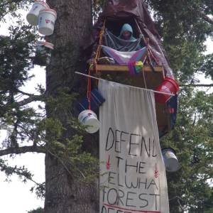 Olympic Forest Defenders
An activist who declined to be identified has set up in a grand fir in the Elwha River watershed to stop cutting of the forest in the states Parched timber sale.