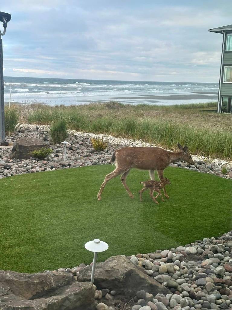 Kristin Hartman
This baby deer and momma were out and about in Ocean Shores this past weekend.