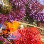 National Park Service
A variety of colorful sea urchins along the Pacific coast.