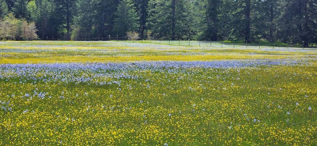 Field of camas (Trina Young)