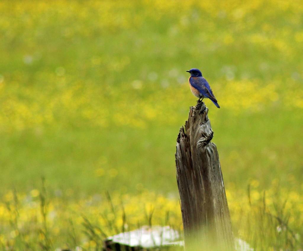 Western bluebird (Trina Young)