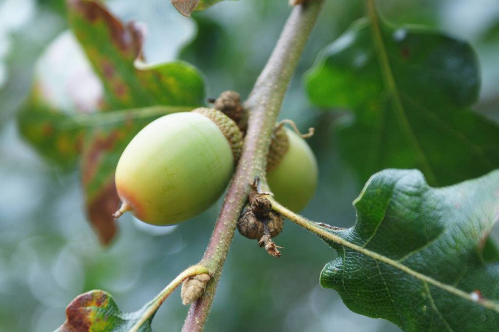 Garry oak acorns (Trina Young)