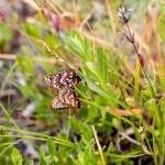 WDFW photos
Two adult checkerspots mating after release.