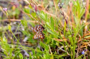 WDFW photos
Two adult checkerspots mating after release.