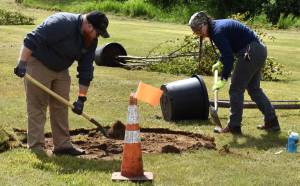 Jerry Knaak / The Daily World
Stephen Davis, a forester/silviculturist with Weyerhaeuser (left) and a volunteer dig a hole during the tree planting event at Pioneer Park.