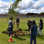 Jerry Knaak / The Daily World
Volunteers, including students from Aberdeen High School, participate in the tree planting event at Pioneer Park.