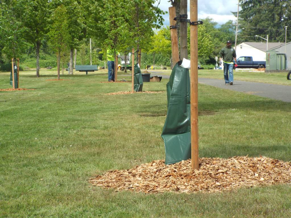 Andrea Watts / For The Daily World
Freshly planted trees line a trail in Aberdeens Pioneer Park.