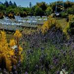 Westport Winery Garden Resort  Aberdeen