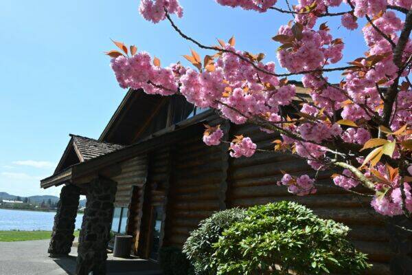 Spring at the Aberdeen Rotary Log Pavilion