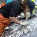 CASCADIA RESEARCH COLLECTIVE
Jessie Huggins examines a whale carcass.