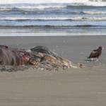 DAN VARLAND
Gray Whale carcass first detected at Ocean Shores on April 24.