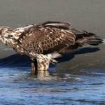 A juvenile Bald Eagle. (TOM ROWLEY)