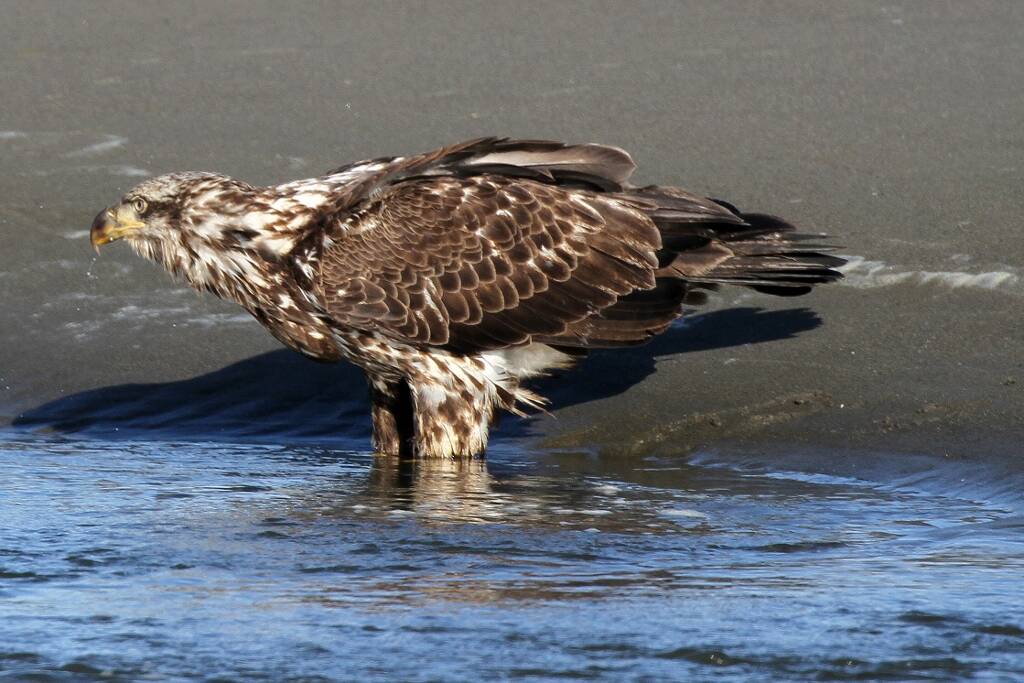 A juvenile Bald Eagle. (TOM ROWLEY)