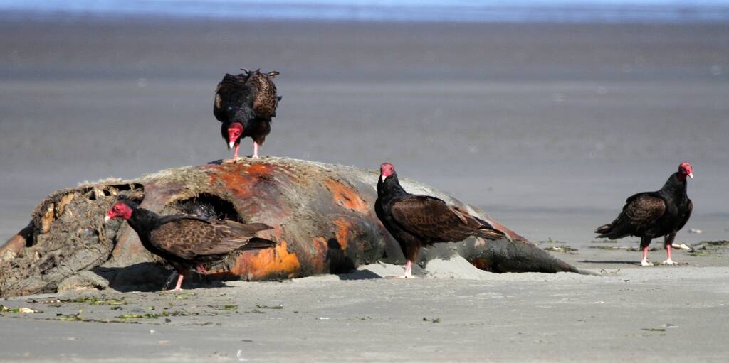 TOM ROWLEY
Turkey Vultures at a sea lion carcass.