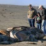 TOM ROWLEY
Jason Bland, his son Ryder and Dan Varland examine a carcass in Ocean Shores during a survey on May 4. Ryder covers his nose to block the smell.