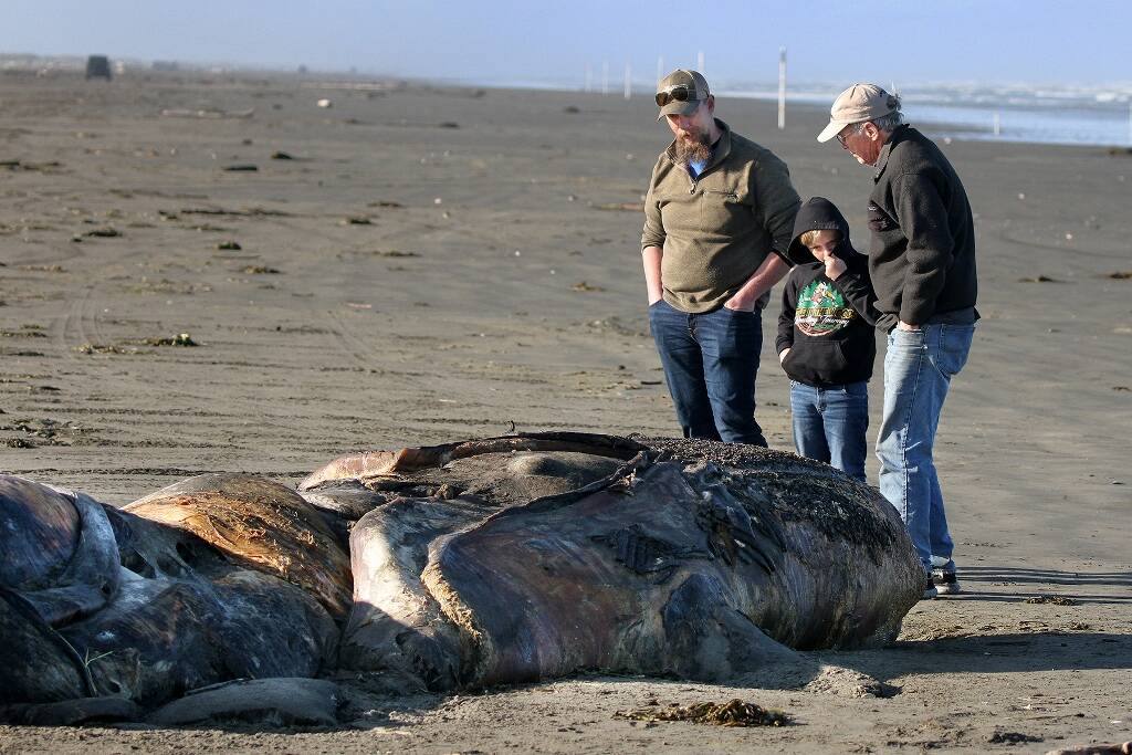 TOM ROWLEY
Jason Bland, his son Ryder and Dan Varland examine a carcass in Ocean Shores during a survey on May 4. Ryder covers his nose to block the smell.