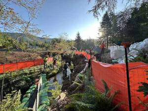 WSDOT
Fish passage work includes relocating aquatic life before working in the stream.