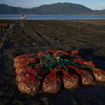 Ruth Fremson photographs / New York Times
Nets filled with oysters and clams. Nearly all oysters consumed by Americans are farmed. Taylor Shellfish Farms on the Samish Bay near Bellingham, the nations largest grower, has a lot at stake.