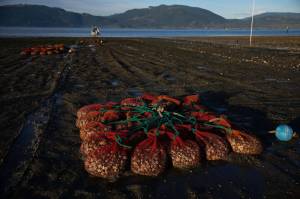 Ruth Fremson photographs / New York Times
Nets filled with oysters and clams. Nearly all oysters consumed by Americans are farmed. Taylor Shellfish Farms on the Samish Bay near Bellingham, the nations largest grower, has a lot at stake.