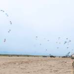 A synchronized sport kite performance of 11 people at the Westport Windriders Kite Festival.