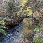 The West Fork Satsop River is used by Chinook, chum, and coho salmon and cutthroat trout.