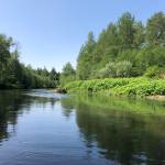 The Grays Harbor County Weed Board will use a grant to remove noxious weeds, focusing on knotweed along the Wynoocheee, Satsop and Chehalis Rivers.