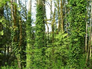Washington State Noxious Weed Control Board
English ivy can weaken and in some cases kill trees.