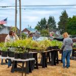 Kahlomo Cunningham photos / For The Daily World
Plants for sale at the 27th Annual Hoquiam Garden Tour this past weekend.