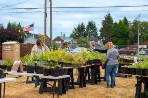 Kahlomo Cunningham photos / For The Daily World
Plants for sale at the 27th Annual Hoquiam Garden Tour this past weekend.