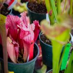 A close-up photograph of a carnivorous plant.