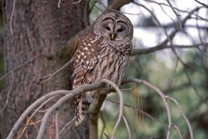 Ray Bosch / U.S. Fish and Wildlife Service
A barred owl at Malheur National Wildlife Refuge, in Oregon.