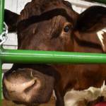 Livestock are the central core of the fair.