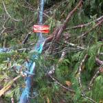 Lisa Kemmerer
Cedar trees cut down near Lisa Kemmerers neighborhood in Ocean Shores.