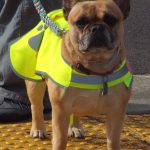 Andrea Watts / The Daily World
At the water/snack station in Montesano, Wiggy and her owner, Traci Harris, directed cyclists and traffic.