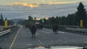 Washington State Patrol
A photo from Washington State Patrol Trooper Katherine Weatherwaxs X account shows about a dozen bison on the roadway on eastbound U.S. Highway 12 near the intersection with state Route 8.