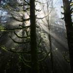 Ruth Fremson / The New York Times
Moss-covered trees in Olympic National Park.