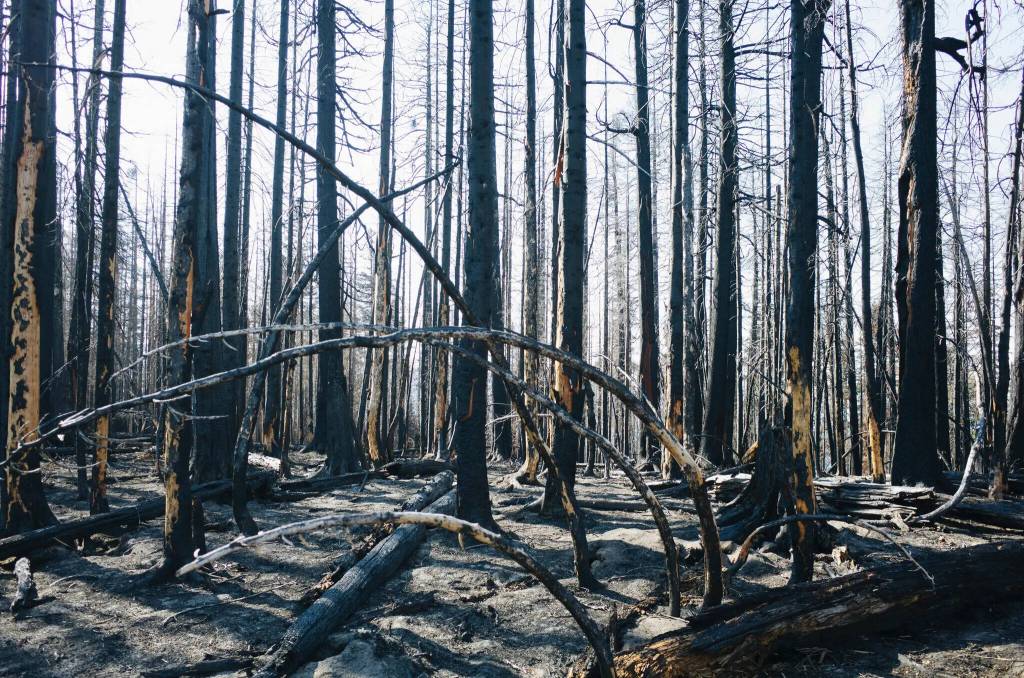 Mint Images Limited
A fire-damaged stand of trees from the 2017 Norse Peak Fire near Mount Rainier National Park.